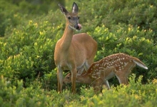 заповідники та мисливські угіддя